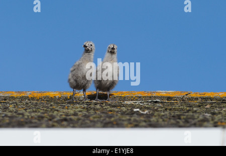 Due aringhe pulcini di Gabbiano prendere timidi passi sotto lo sguardo vigile dei loro genitori attraverso il tetto di una casa in Brighton Foto Stock