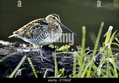 Un beccaccino uccello poggiante su una banca di fango in un castoro stagno a Hinton Alberta Canada Foto Stock