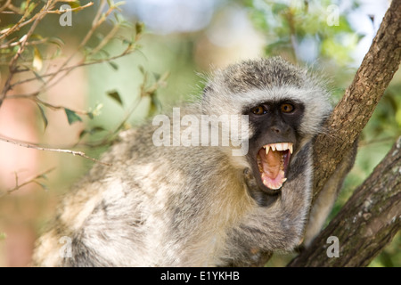Vervet monkey (Chlorocebus pygerythrus), o semplicemente vervet molto scontroso Foto Stock