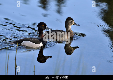 Una coppia di anello selvaggi colli, anatre Aytha collaris, Foto Stock