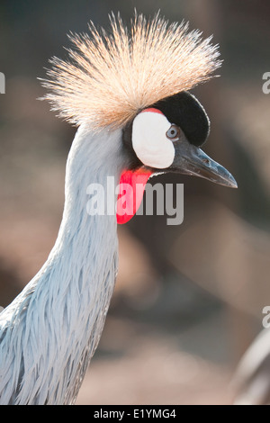 Ritratto di un Grey Crowned Crane (Balearica regulorum) Foto Stock