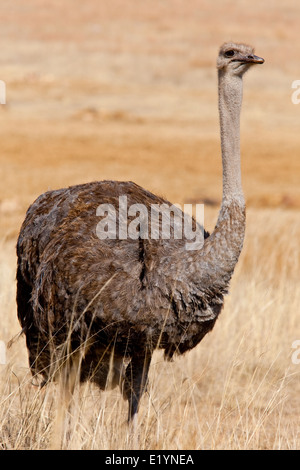Femmina o di struzzo struzzo comune ( Struthio camelus ), Krugersdorp Game Reserve, Sud Africa Foto Stock