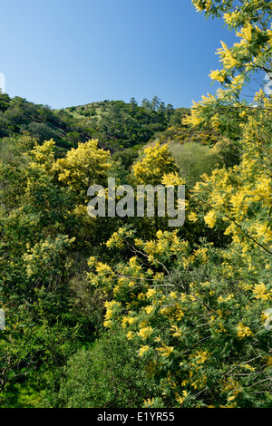 Acacia alberi di mimosa in fiore, Monchique, Algarve, PORTOGALLO Foto Stock