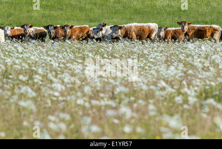 Allevamento di giovani inglesi Longhorn tori pascolare in un campo di margherite. Foto Stock