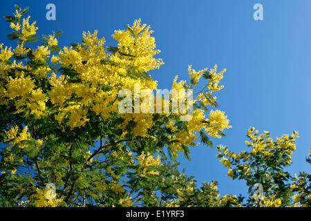 Acacia alberi di mimosa in fiore, Monchique, Algarve, PORTOGALLO Foto Stock