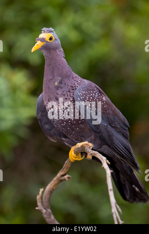 Oliva africano piccione o Rameron pigeon ( Columba arquatrix ) Foto Stock