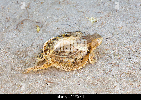 Regal cornuto Lizard Phrynosoma solare Tucson, Arizona, Stati Uniti 11 giugno adulti coniugata. Ordine : Squamati Famiglia: Iguanidae Foto Stock