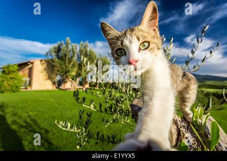 Curioso cat nella campagna toscana Foto Stock