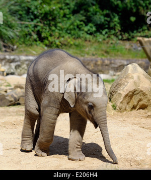 Baby Elefante asiatico presso lo Zoo Twycross Atherstone Warwickshire England Regno Unito Foto Stock