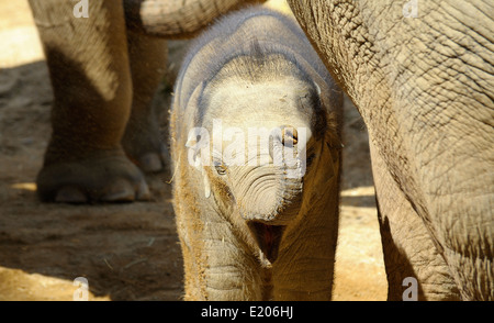 Baby Elefante asiatico presso lo Zoo Twycross Atherstone Warwickshire England Regno Unito Foto Stock