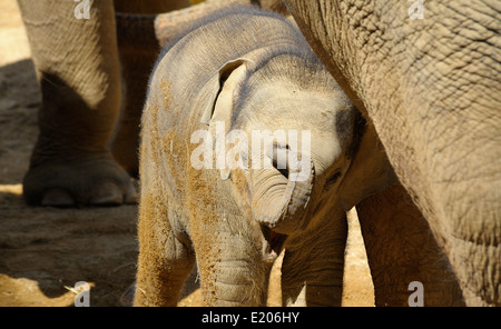 Baby Elefante asiatico presso lo Zoo Twycross Atherstone Warwickshire England Regno Unito Foto Stock