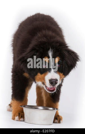 Bovaro del Bernese, cucciolo, 16 settimane permanente al piatto di alimentazione Foto Stock