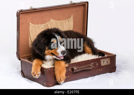 Bovaro del Bernese, cucciolo, 16 settimane giacente in una valigia Foto Stock