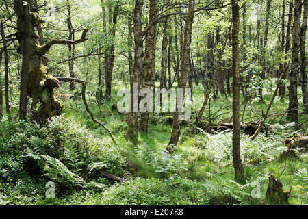 Foresta di Rotes Moor riserva naturale Rhön, Riserva della Biosfera, Gersfeld, Hesse, Germania Foto Stock