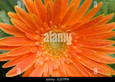 Un bel orange gerbera fiore closeup Foto Stock