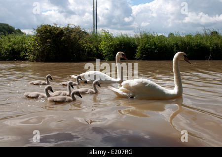 Cigni e cygnets, Oxford Canal, Oxfordshire, Regno Unito Foto Stock