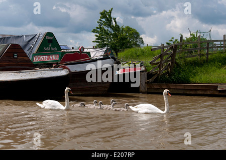 Cigni e cygnets, Oxford Canal, Oxfordshire, Regno Unito Foto Stock