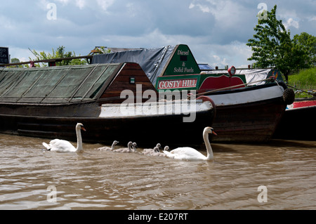 Cigni e cygnets, Oxford Canal, Oxfordshire, Regno Unito Foto Stock