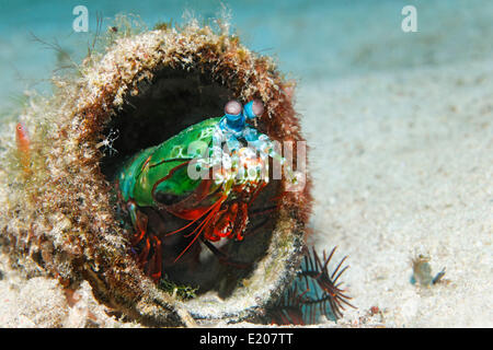 Canocchia Pavone (Odontodactylus scyllarus), in un stagno sovradimensionate, Sabang Beach, Puerto Galera, Mindoro, Filippine Foto Stock