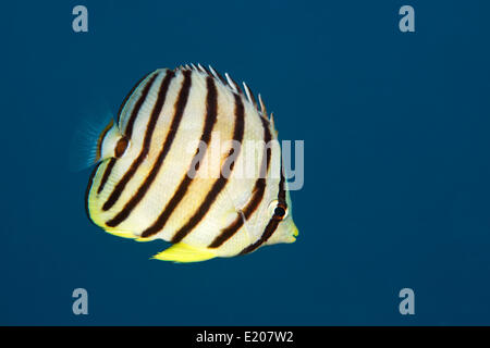 Otto-Butterflyfish nastrati o Eightband Butterflyfish (Chaetodon octofasciatus), Sabang Beach, Puerto Galera, Mindoro Foto Stock