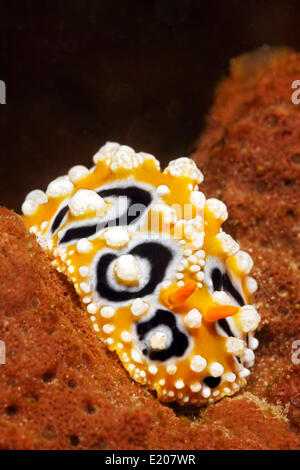 Phyllidia Ocellate (Phyllidia ocellata), mare slug, sulla spugna e Sabang Beach, Puerto Galera, Mindoro, Filippine Foto Stock