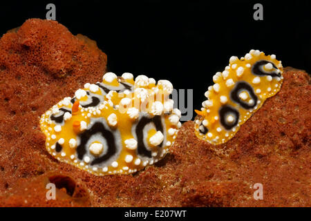 Due Ocellate Phyllidias (Phyllidia ocellata), nudibranchi, sulla spugna e Sabang Beach, Puerto Galera, Mindoro, Filippine Foto Stock