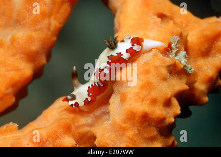 Nudibranch (Chromodoris fidelis), su una spugna arancione, Sabang Beach, Puerto Galera, Mindoro, Filippine Foto Stock