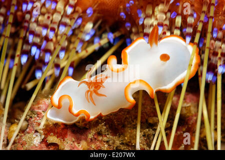 Glossodoris Nudibranch (Glossodoris Averni), con spine di ricci di mare, Sabang Beach, Puerto Galera, Mindoro, Filippine Foto Stock