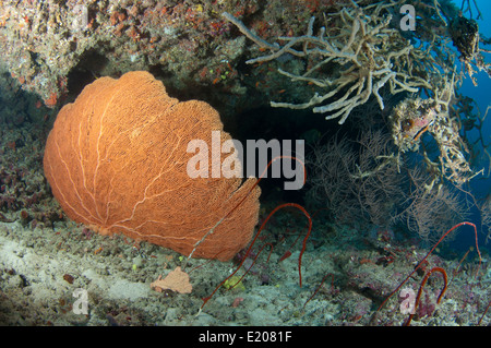 Seafan all'entrata di una caverna Foto Stock