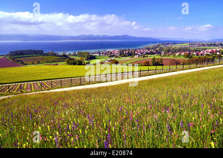 Flower prato e vigna sul lago di Neuchâtel, vicino conciso, Yverdon-les-Bains, Canton Vaud, Svizzera Foto Stock