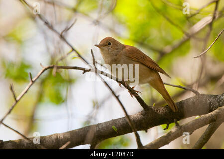 Nightingale (Luscinia megarhynchos, Turingia), Germania Foto Stock