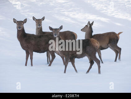 Il cervo (Cervus elaphus), cerve con un cappotto invernale in piedi nella neve, captive, Baviera, Germania Foto Stock