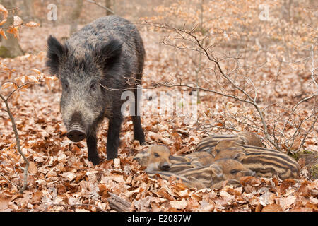 Il cinghiale (Sus scrofa), scrofa e suinetti in appoggio, captive, Nord Reno-Westfalia, Germania Foto Stock