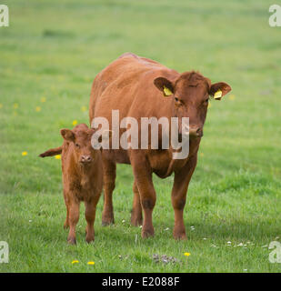 Gli animali domestici della specie bovina (Bos primigenius taurus), mucca e vitello in piedi su un pascolo, Bassa Sassonia, Germania Foto Stock