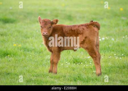 Gli animali domestici della specie bovina (Bos primigenius taurus) calf in piedi su un pascolo, Bassa Sassonia, Germania Foto Stock