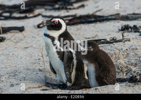 I pinguini Jackass o i Penguins africani (Spheniscus demersus), Adulto con pulcino, Boulders Beach, Città di Simon, Western Cape Foto Stock