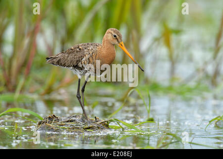 Nero-tailed Godwit (Limosa limosa), Biebrza National Park, Polonia Foto Stock