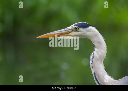 Airone cinerino (Ardea cinerea), Nord Hesse, Hesse, Germania Foto Stock