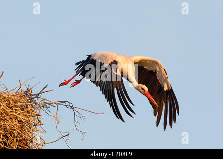 Cicogna bianca (Ciconia ciconia) tenuto fuori dal nido, Nord Hesse, Kassel Foto Stock