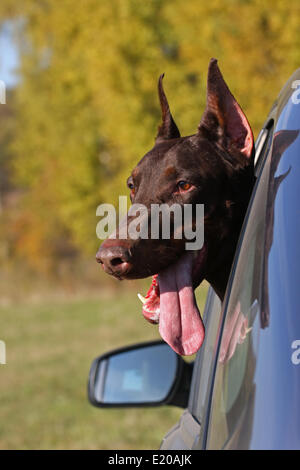Cane in vetro per auto Foto Stock