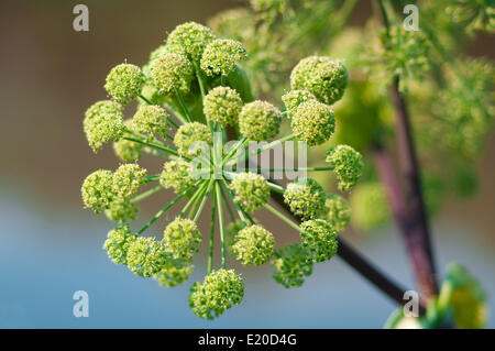 Piano di Angelica. Close-up Foto Stock