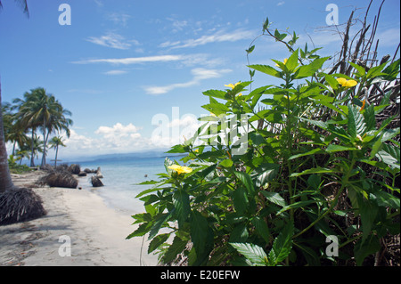 Perfect Natural carrbbean beach in Costa Rica Foto Stock