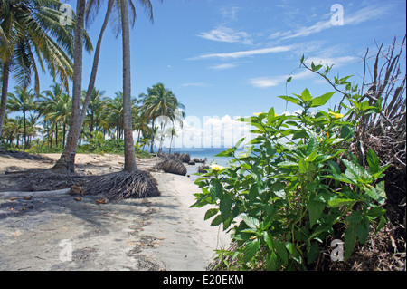 Perfect Natural carrbbean beach in Costa Rica Foto Stock