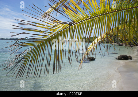 Perfect Natural carrbbean beach in Costa Rica Foto Stock