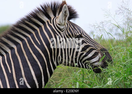 Le pianure Zebra, sud africa Foto Stock