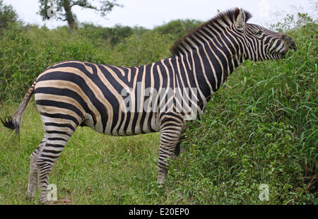 Le pianure Zebra, sud africa Foto Stock