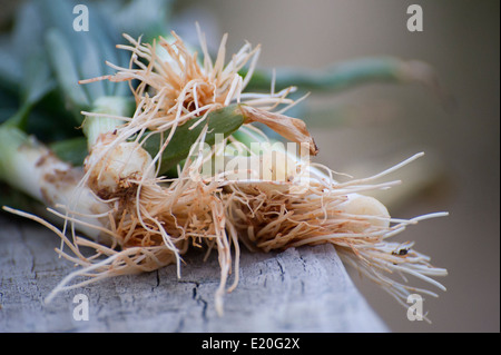 Coltivati localmente le cipolle che sono state tirate fino al momento li ho comprati--parlare di fresca! Foto Stock