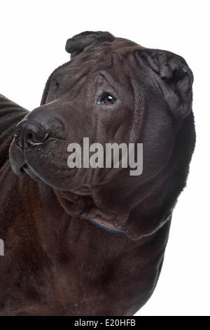 Shar pei Foto Stock