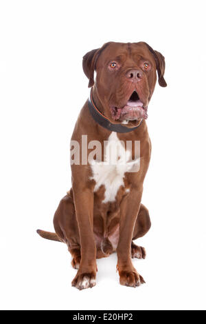 Mix bull mastiff,Tosa inu Foto Stock