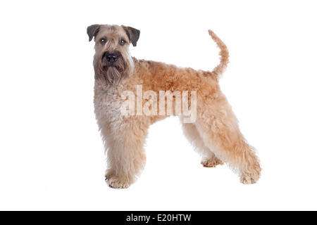 Rivestito di morbida wheaten terrier cane Foto Stock